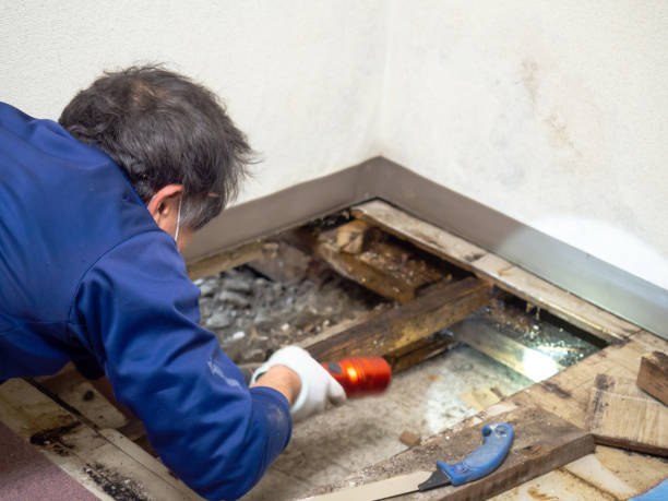 Best HVAC Mold Remediation in South Lyon, MI