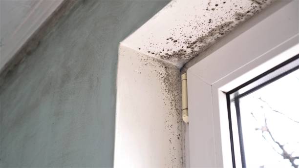 Best Localized Mold Remediation (e.g., coastal areas, humid climates) in South Lyon, MI
