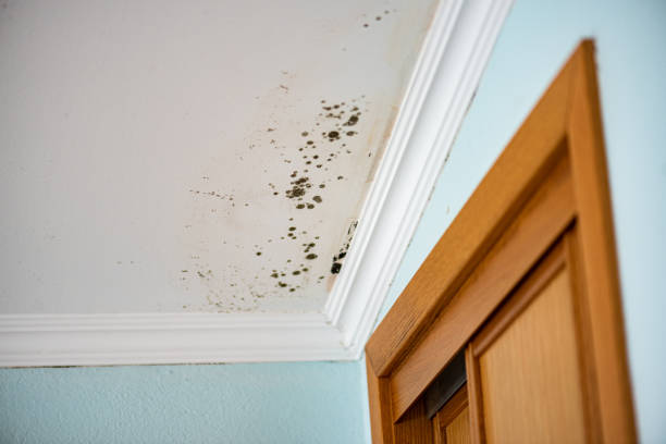  South Lyon, MI Mold Removal Pros