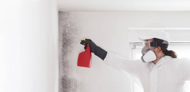 Best DIY Mold Remediation Support Services in South Lyon, MI