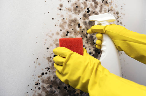 Best Post-Flood Mold Remediation in South Lyon, MI