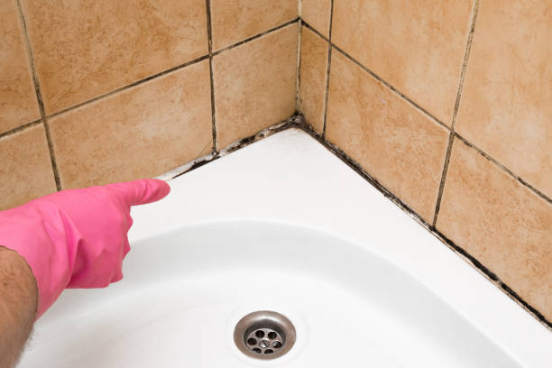 Trusted South Lyon, MI Mold Remediation Experts